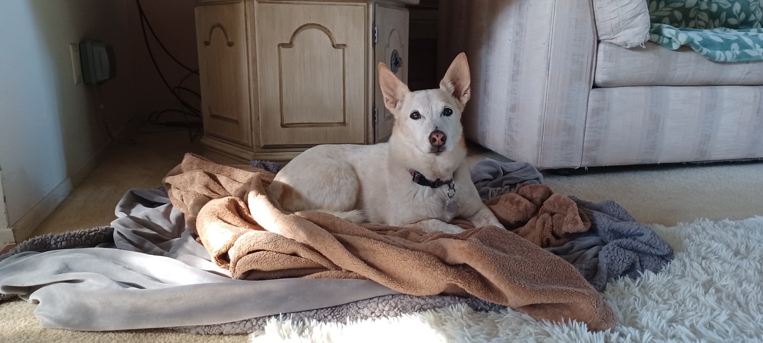 A dog laying down in the background